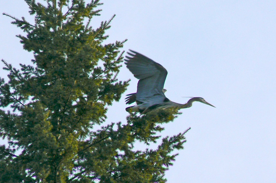 17601450_web1_180523-heron-near-Fifth-Street-SE