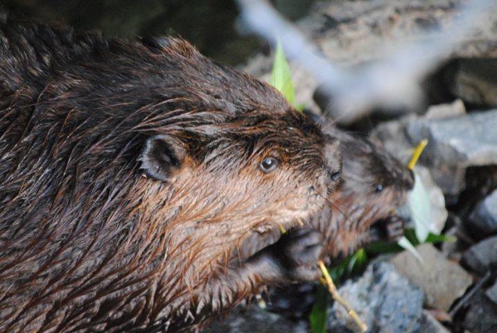 A beaver family has been settling in nicely at a culvert near Kin Beach. (Photo - Rory White)