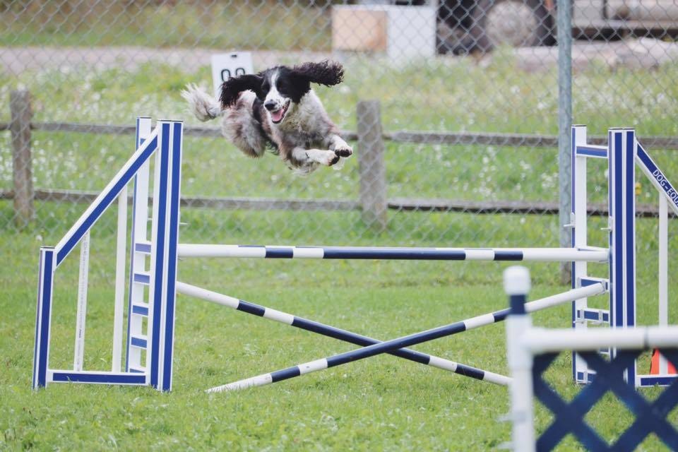Speed is of the essence, but other factors come into play during dog agility trials. Dog’O’Pogo, an Okanagan agility group hosted sanctioned agility trials on the weekend at Lumby’s Royals Stadium. (Katherine Peters - Morning Star)
