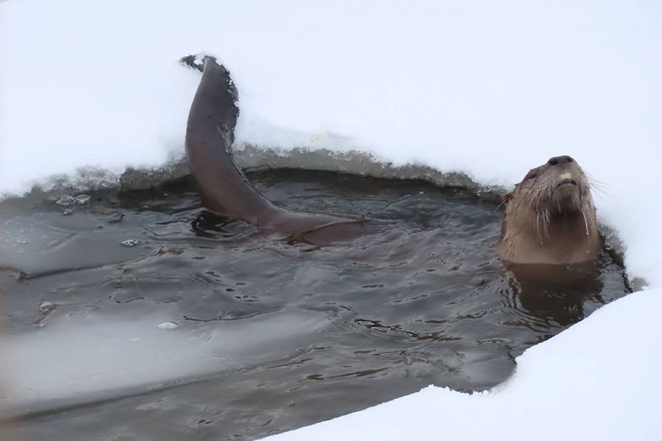 An otter takes a plunge in the Shuswap River along the Enderby River Walk. (Photo: Barb Tomlinson)