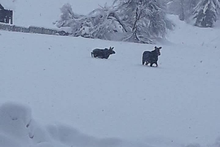 Grindrod resident Tyler Mumford shared photos of two moose taking a snow stroll Sunday, Jan. 12, 2020. (Tyler Mumford)