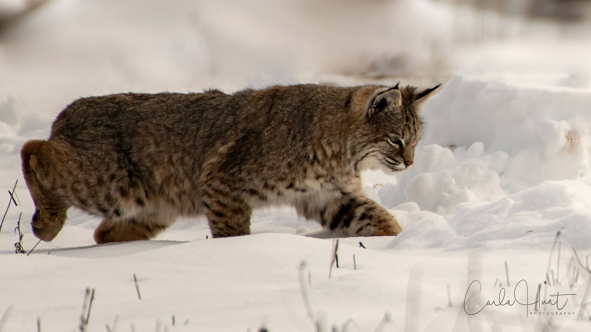 20822221_web1_200311-VMS-bobcat-photo-carlahunt1_1