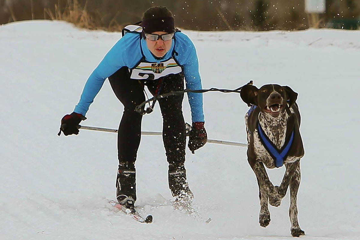 Skijoring shop dog breeds