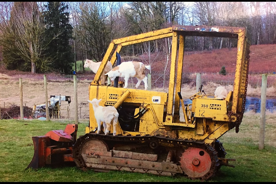 Coldstream resident Ed Witzke snapped these photos of goats climbing on a piece of equipment and shared them with the Morning Star to spread joy amid the COVID-19 pandemic. (Contributed)