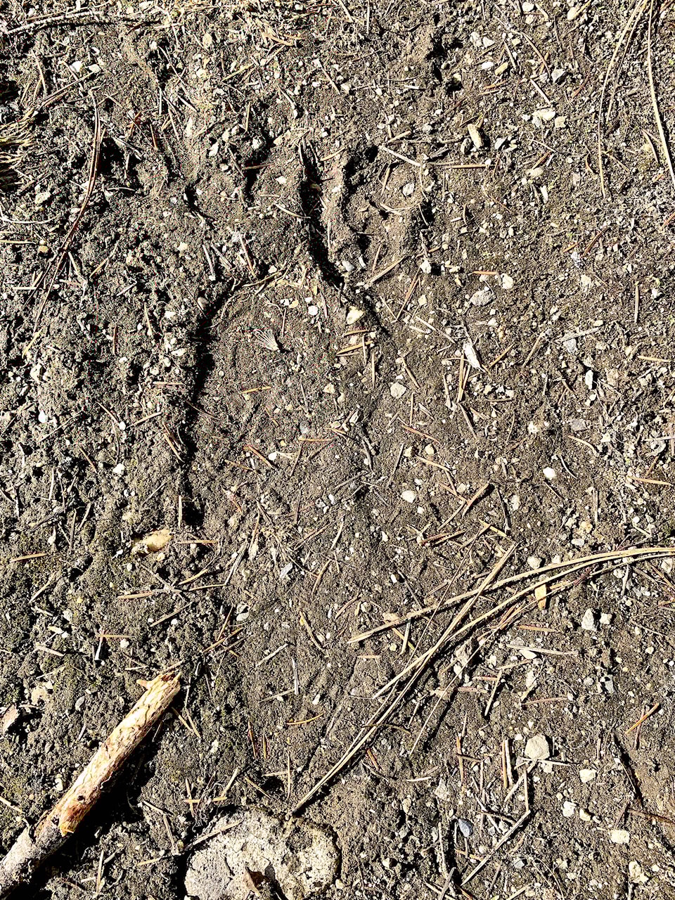 21248953_web1_200415-VMS-bigfoot-footprint_2