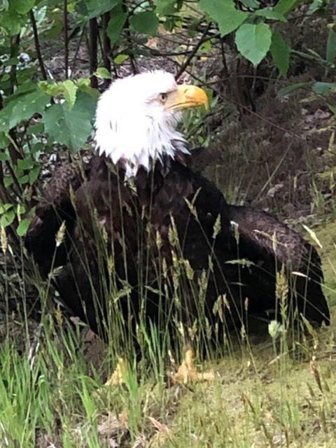 21688165_web1_200604-AHO-EagleRescue-BaldEagle_1