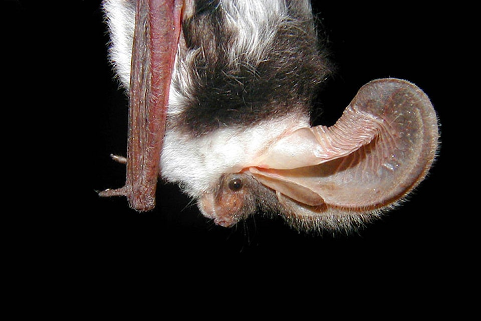 This spotted bat, native to western North America can be found nesting in cliffs above Williams Lake and Bull Canyon in the Chilcotin. It is a hibernating insect-eating bat that may be at risk as the disease white-nose syndrome moves westward. (Paul Cryan, U.S. Geological Survey photo)