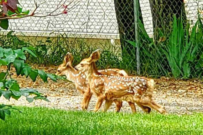 Two fawns were spotted on a stroll with their parents around East Hill in Vernon June 26, 2020. (Kerry Hutter - Contributed)