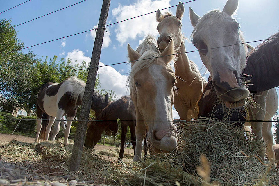 21991091_web1_Horse-Hoarder-T