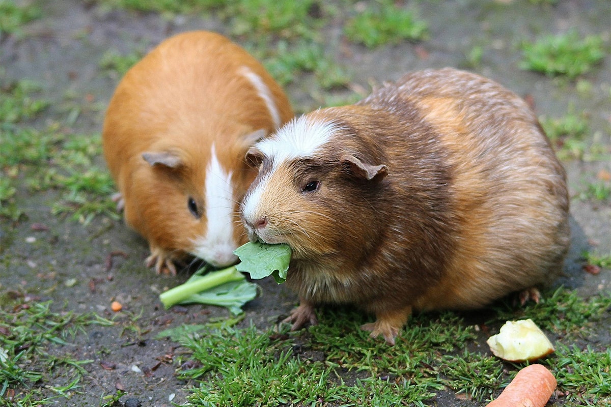 Having one guinea hot sale pig