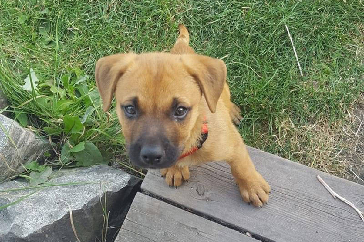 11 week old best sale boxer