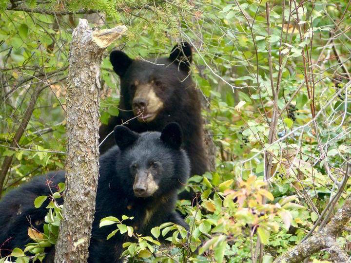 22758840_web1_copy_200924-WIN-bears-railtrail_1