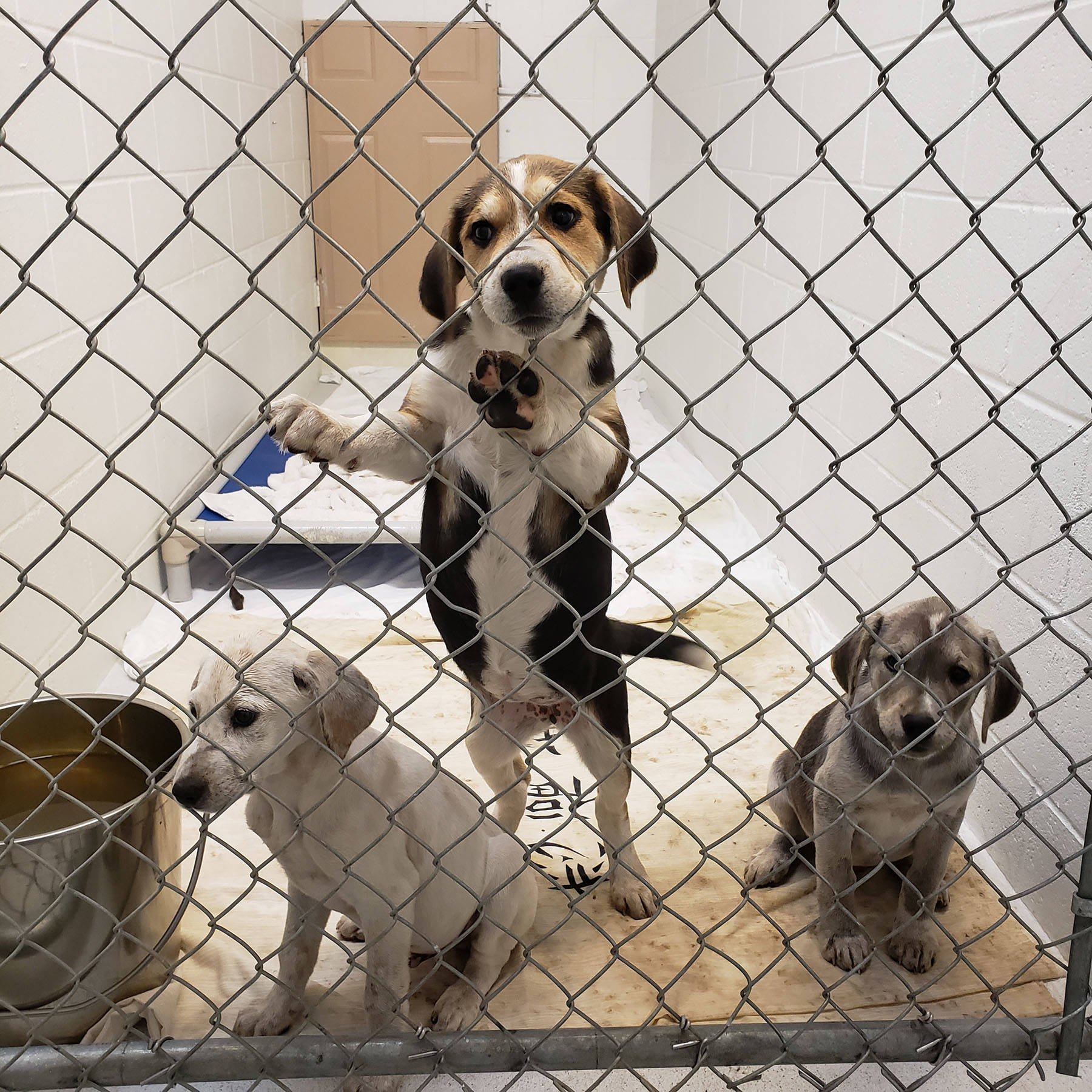 The SPCA removed 97 animals; 43 puppies, 24 adult and senior dogs, 27 horses and three cats. Photo BC SPCA.