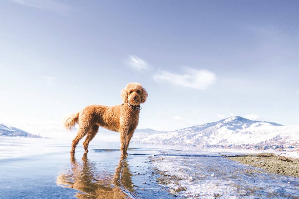 23156164_web1_201029-VMS-Labradoodle-calendar-1_1