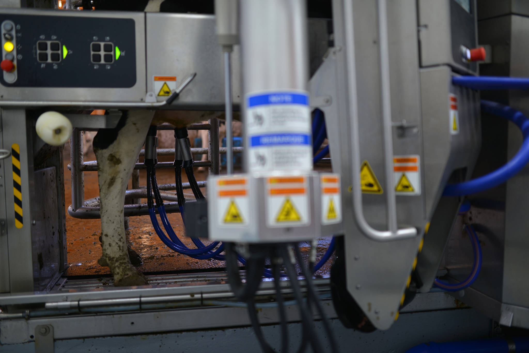 A DeLaval robotic milker has been installed at Tazo Farms in Falkland, among its many features being the ability to inform farmers of any health-related concerns identified during the milking process. The robot knows which cows have been milked, and prevents animals from being milked too often, or not enough. (Phil McLachlan - Black Press Media)