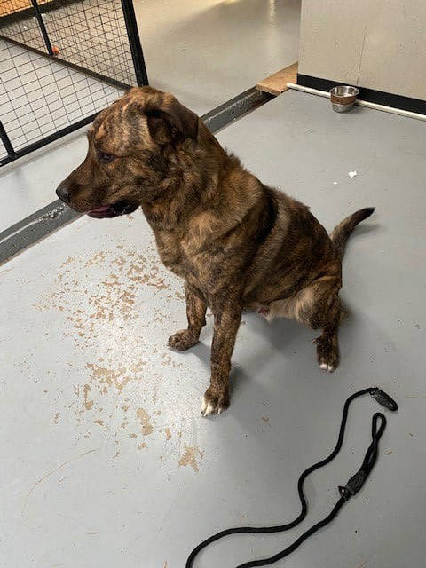 Owners sought after dog 'dumped' near Vernon school - Vernon Morning Star