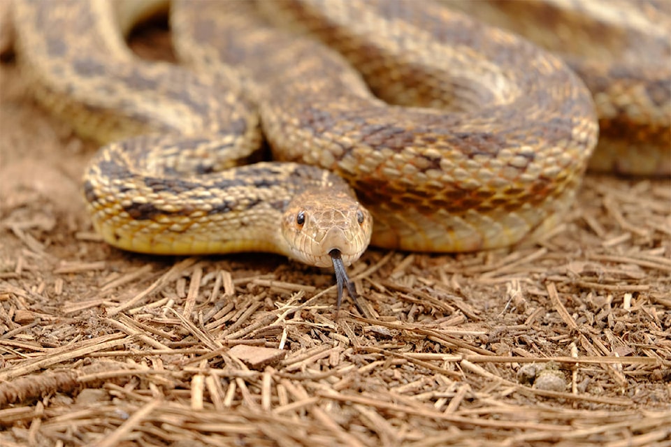 24000639_web1_210128-VMS-gopher-snakes-1_1