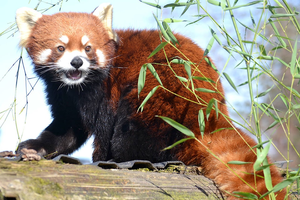 Arun, Greater Vancouver Zoo’s resident Red Panda, has a girlfriend. (Ryan Uytdewilligen/Aldergrove Star)