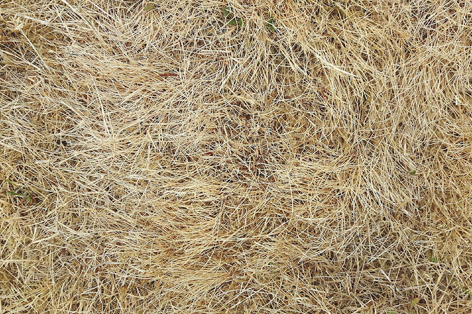 24553021_web1_dry-grass