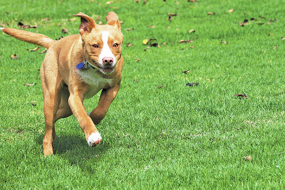 25632500_web1_Dog-Running-On-Grass-Metropic