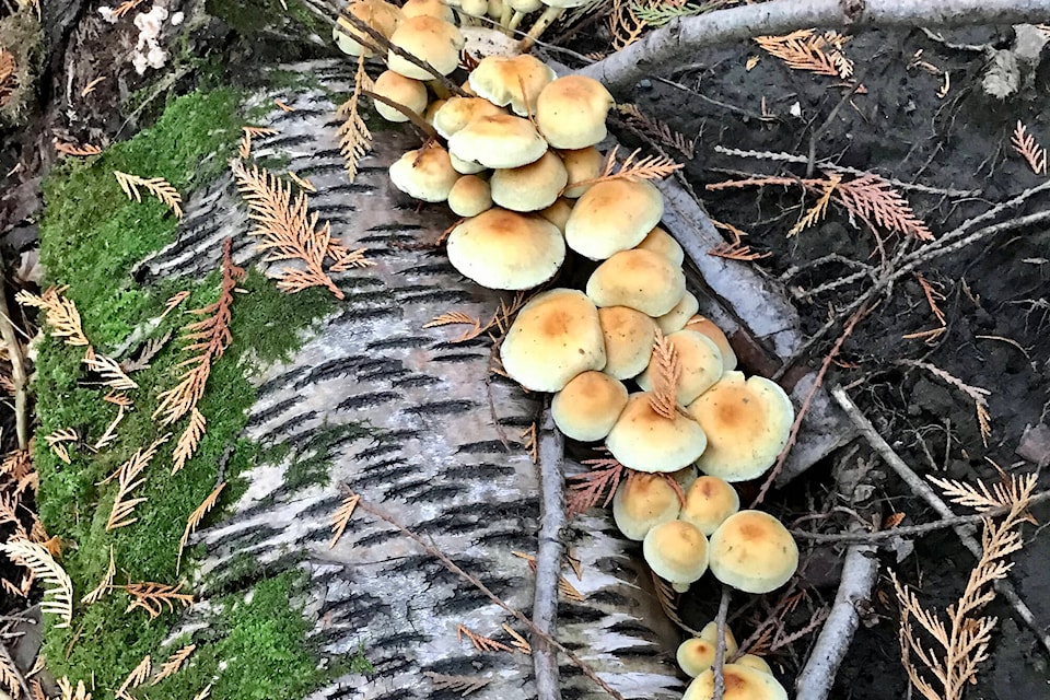 26736506_web1_211007-VMS-COLUMN-GetOutdoors-mushrooms_1