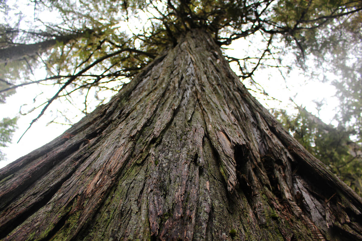 View from the base of a tree in Frisby Ridge. (Josh Piercey/Revelstoke Review)