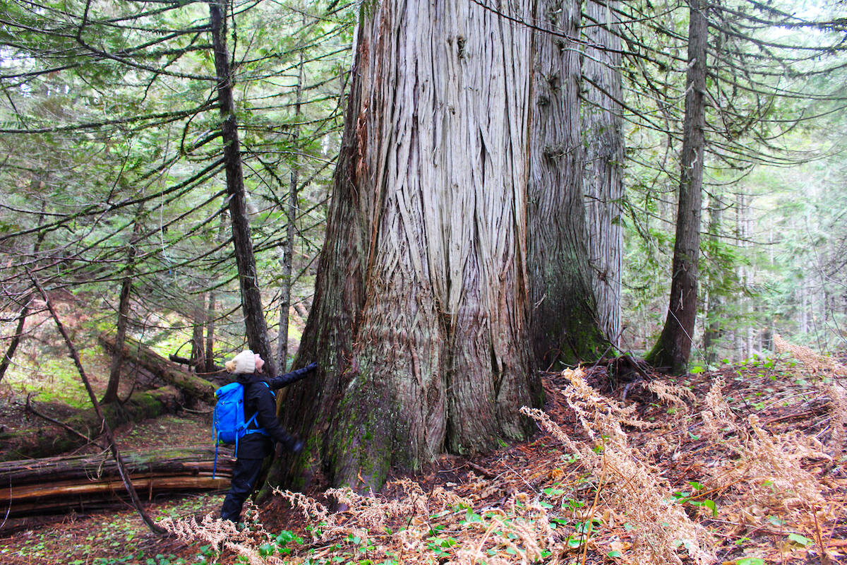 Leah Evans at the base of a tree in Frisby Ridge. (Josh Piercey/Revelstoke Review)