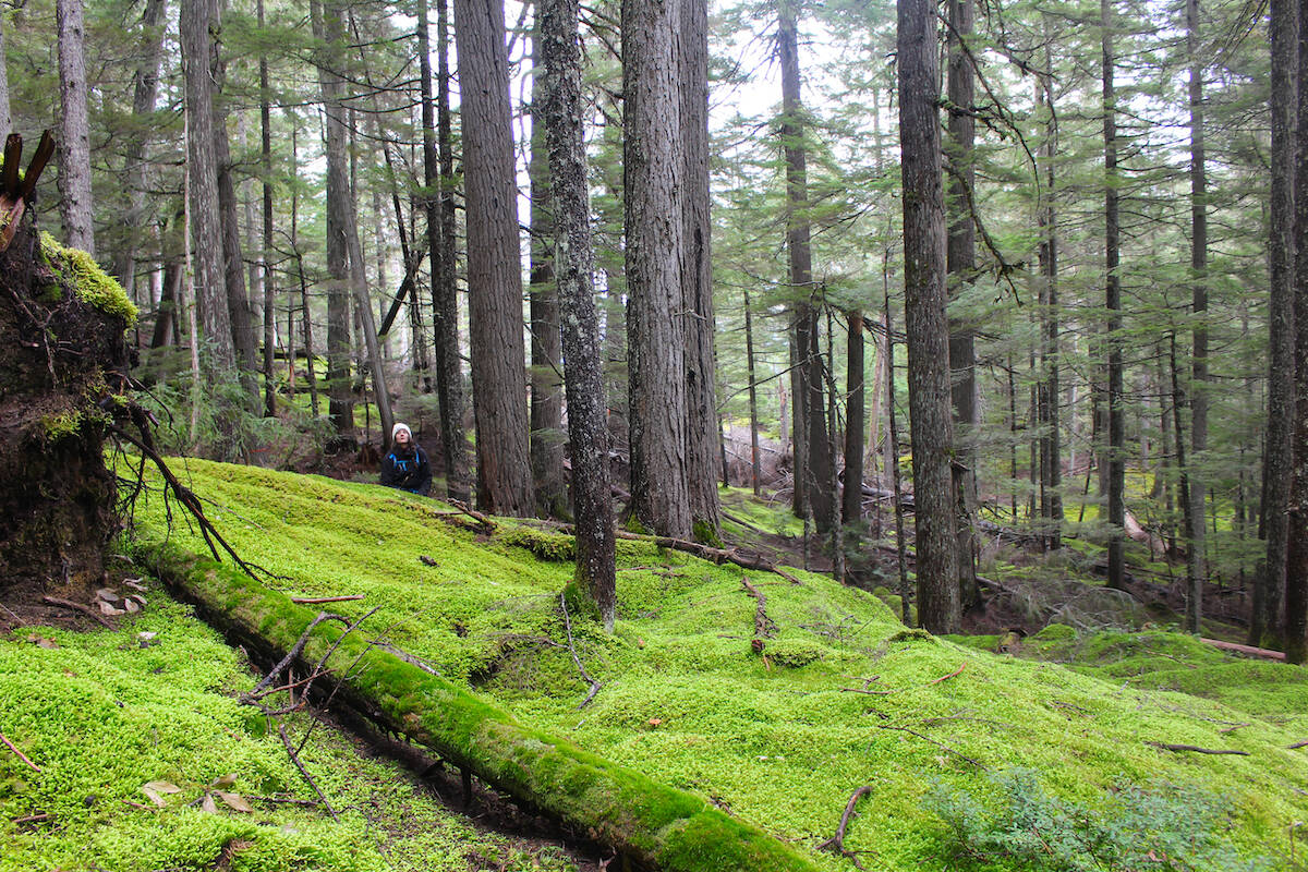 A mossy grove, part of the temperate inland rainforest ecosystem at Frisby Ridge. (Josh Piercey/Revelstoke Review)