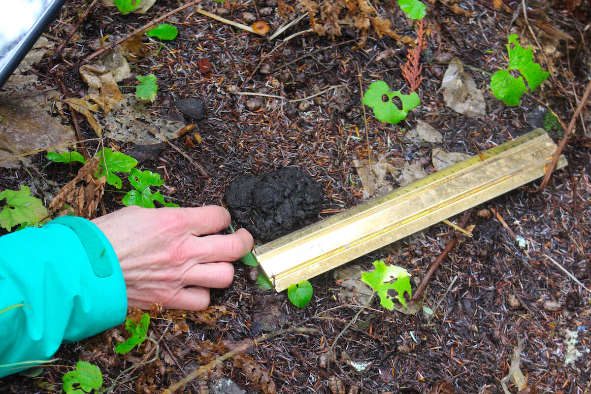 Caribou scat being examined by activists at Frisby Ridge. (Josh Piercey/Revelstoke Review)