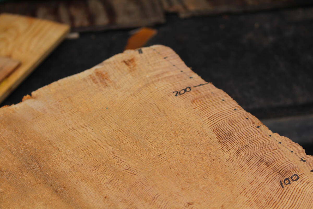 A tree cookie with the rings inside partly counted. Counting the rings of a tree is used to date the tree. (Josh Piercey/Revelstoke Review)