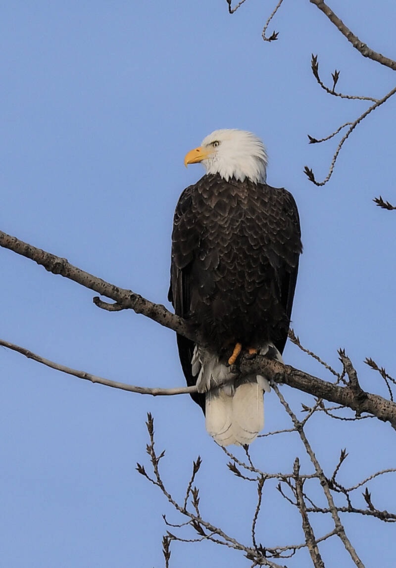 27699681_web1_220105-SAA-bald-eagle-dec222021-john-woods