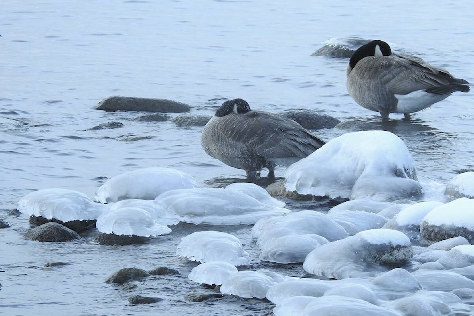 Ice jellyfish and geese on Okanagan Lake (José Salmerón)