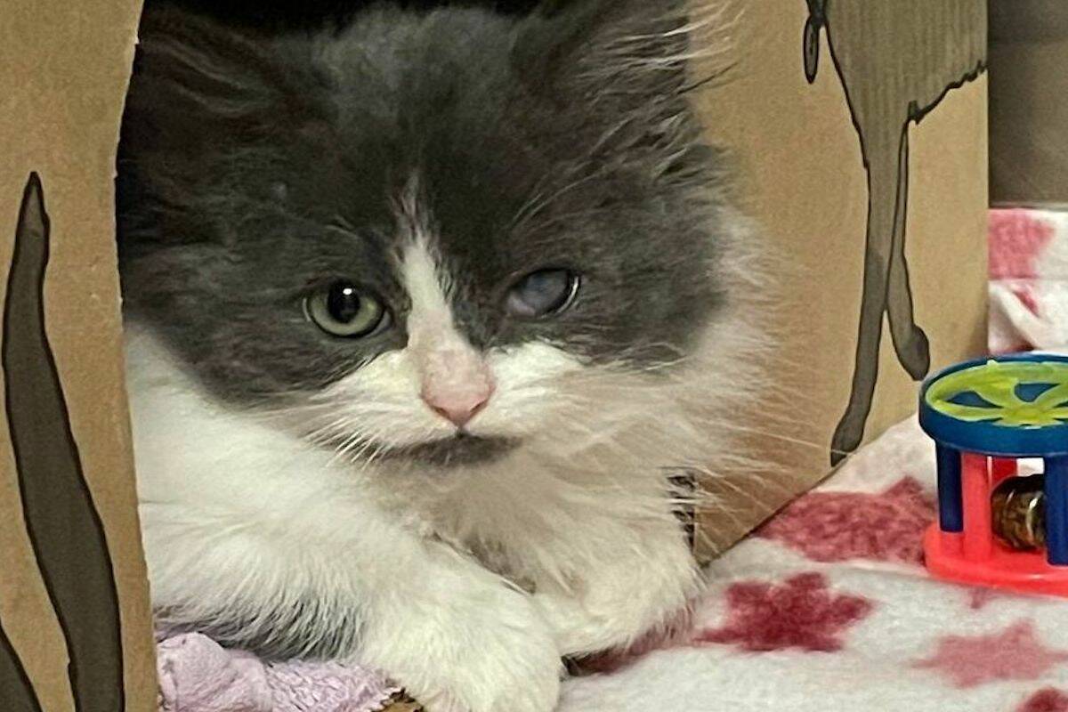 Kitten sisters Merritt and Hope rescued from feral cat colony in