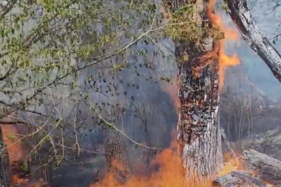 A out of control fire is burning above high pressured gas lines in Cawston Sunday evening. This is a video still of the fire burning through trees and terrain on Daly Drive this afternoon. (Kristy Kallenberger/Facebook)