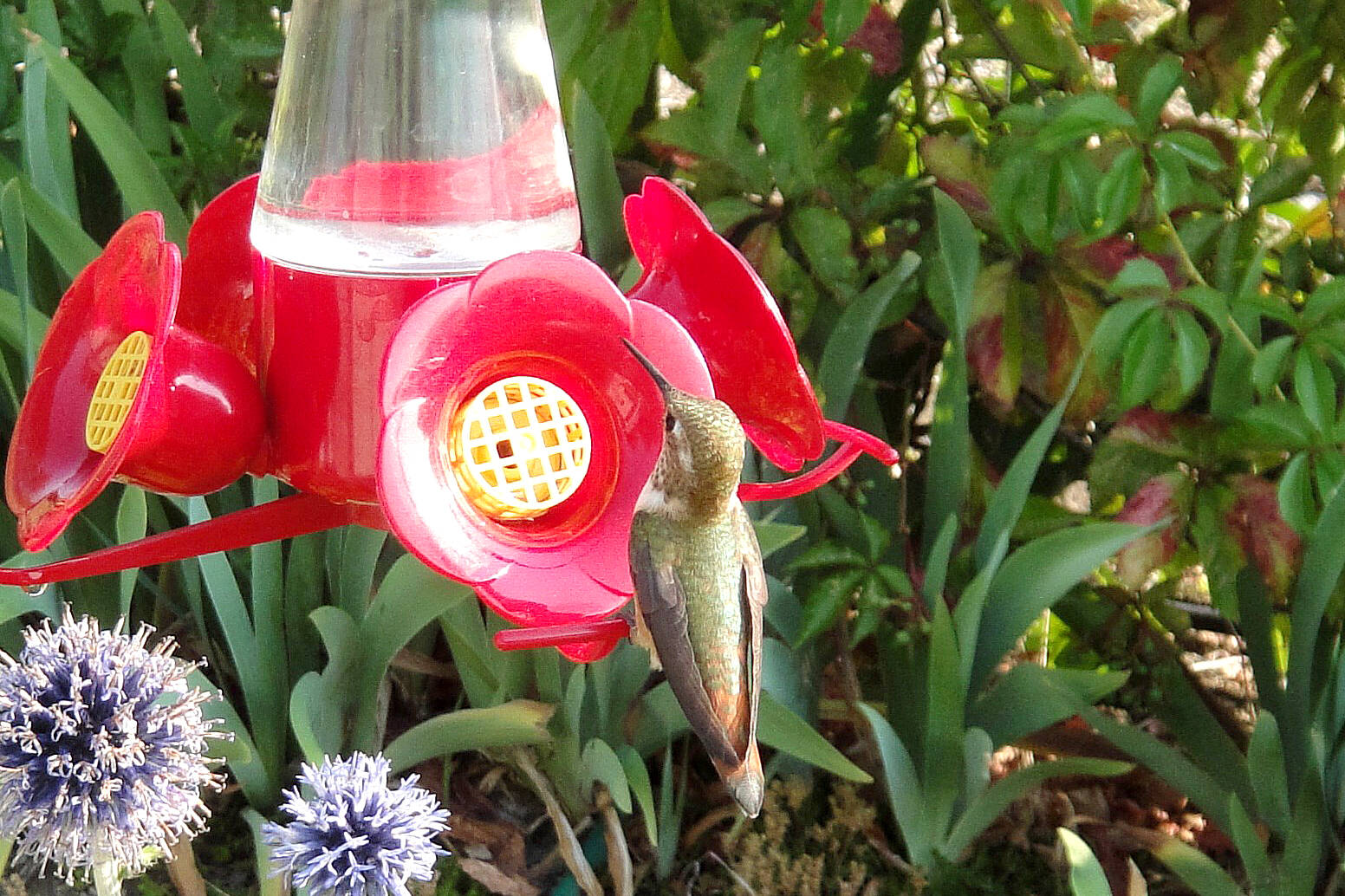 Hummingbird season is in full flight in the Okanagan Vernon Morning Star
