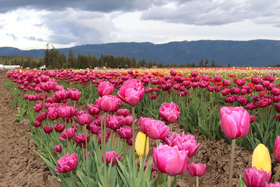 The first annual Tulip Festival in the North Okanagan is underway in Armstrong-Spallumcheen, where folks can explore 2.5 acres of tulips and pick their own bouquet. An additional weekend has been added to the festival: May 28-29, 2022. (Brendan Shykora - Morning Star)