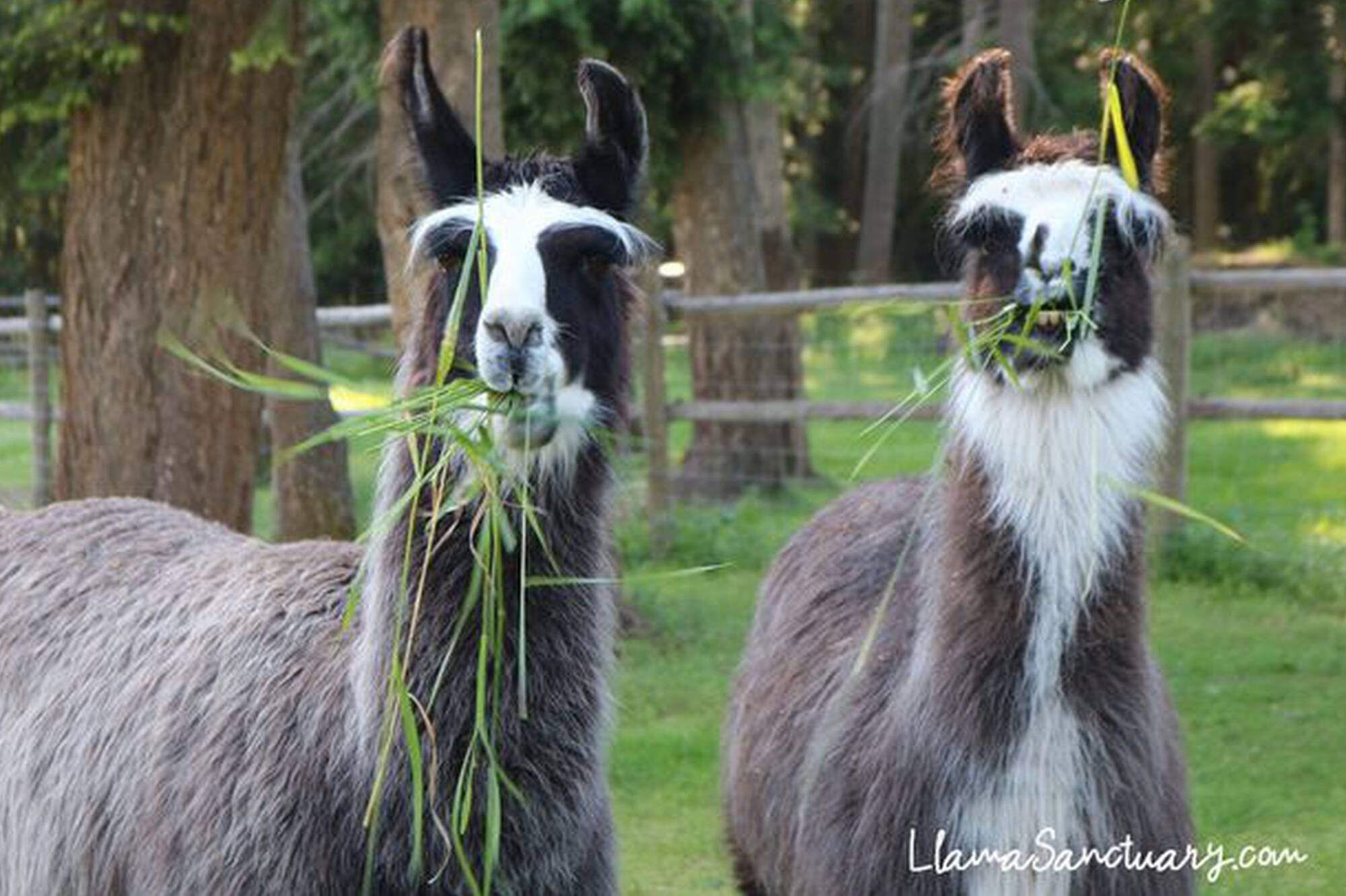 4H Spitters Club — % Llama Alpaca Hikes near me