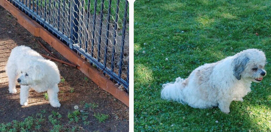 Keremeos dogs Shadow (left) and Maybelline are being hailed heroes after alerting and bringing back a neighbour to their house after their caretaker fell and hit her head. (Submitted)