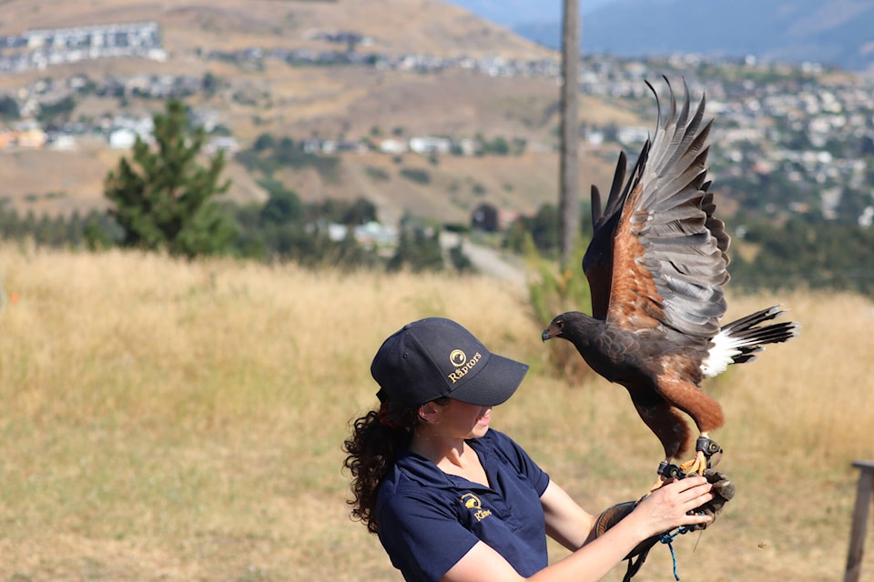 This Harris’s hawk is one of seven birds of prey The Raptors of Duncan B.C. showed off at the Allan Brooks Nature Centre Wednesday, Aug. 24, 2022. (Brendan Shykora - Morning Star)