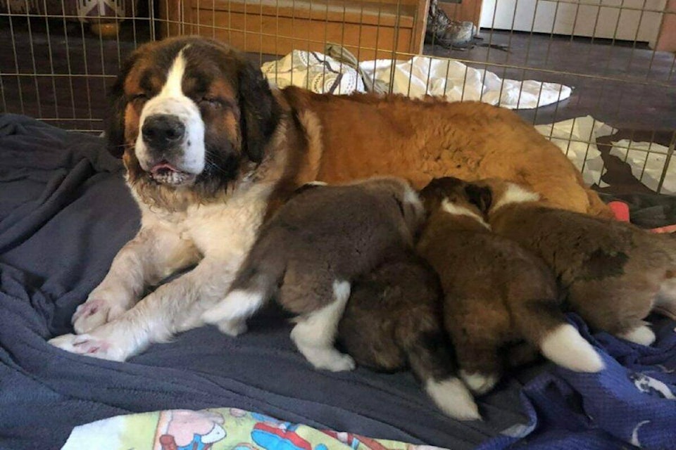 Baily and her puppies. (BC SPCA)