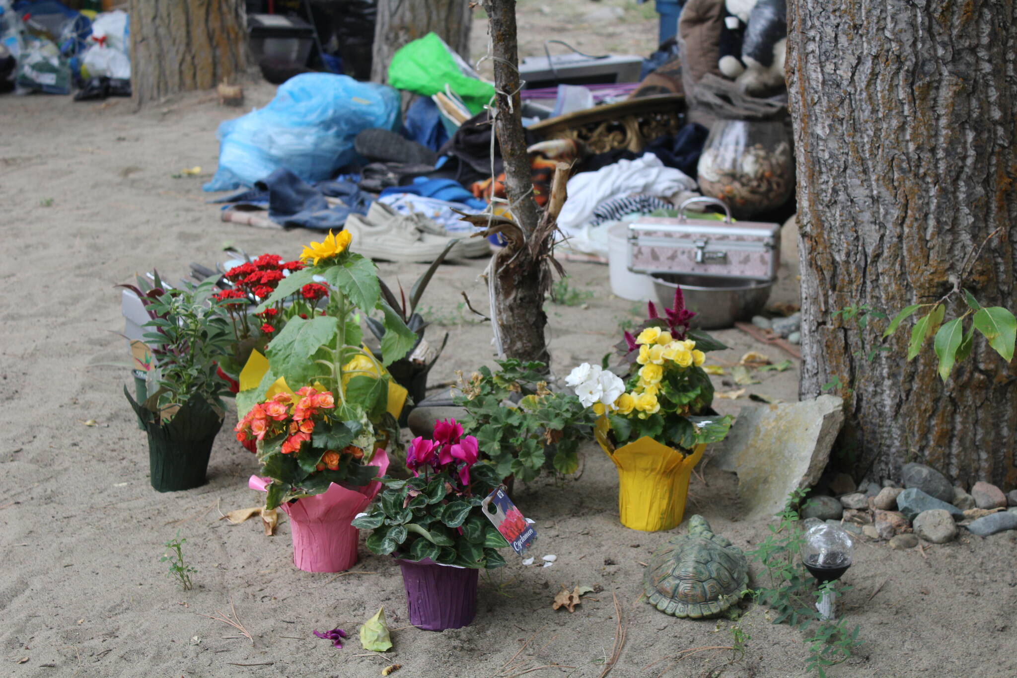 One of the current residents of tent city has a green thumb and likes to beautify the camp.