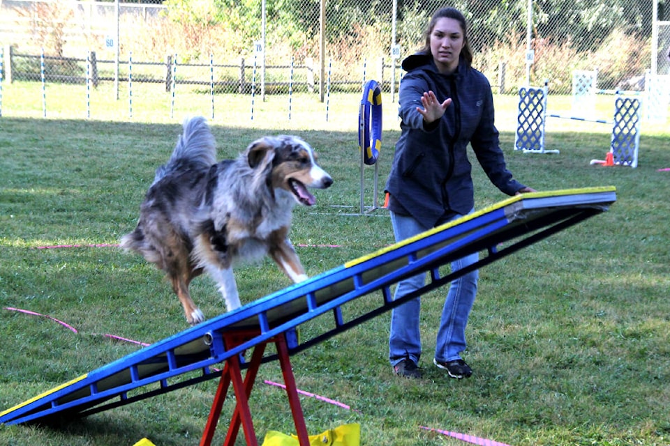Glenda Downey from the Lake Country Jumping Agility Mutts Club guides Link, a three-year-old Australian shepherd, up and over a teeter-totter during a game of Gamble at the Dog’O’Pogo Dog Agility Trials Sunday, Sept. 18, at the Lumby Lions Campground. (Roger Knox - Morning Star)