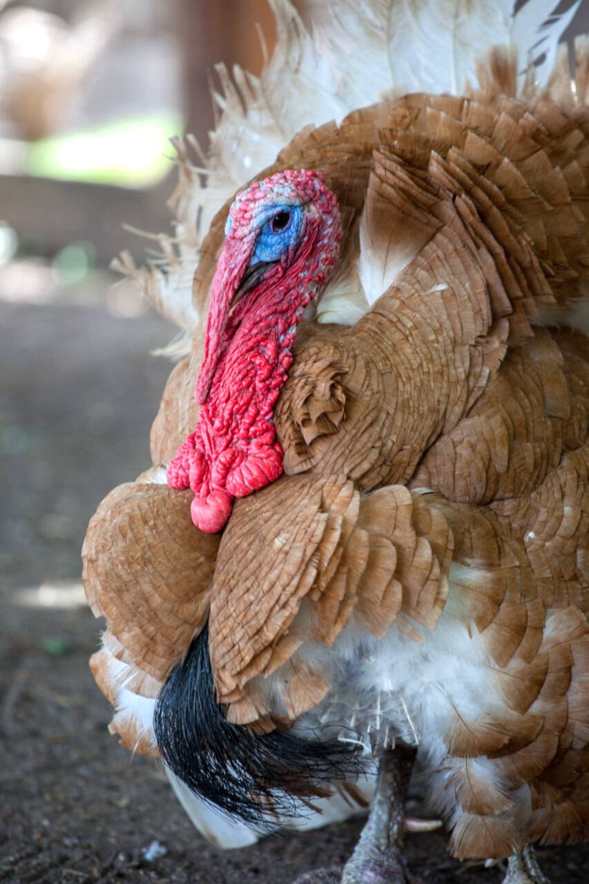 30461860_web1_220922-VMS-bird-flu-reaction-turkey_3