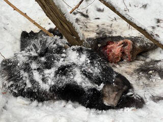 31142632_web1_221201-VMS-moose-carcass_2