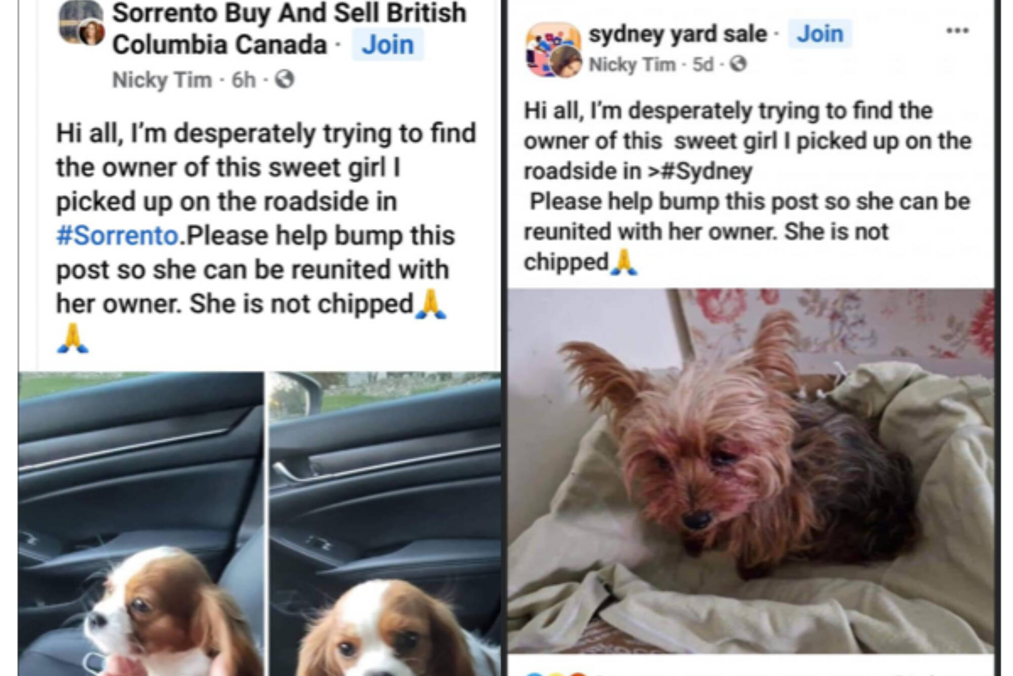 Two lost dog scams posted to Facebook Nov. 30 2022. (Facebook photos)