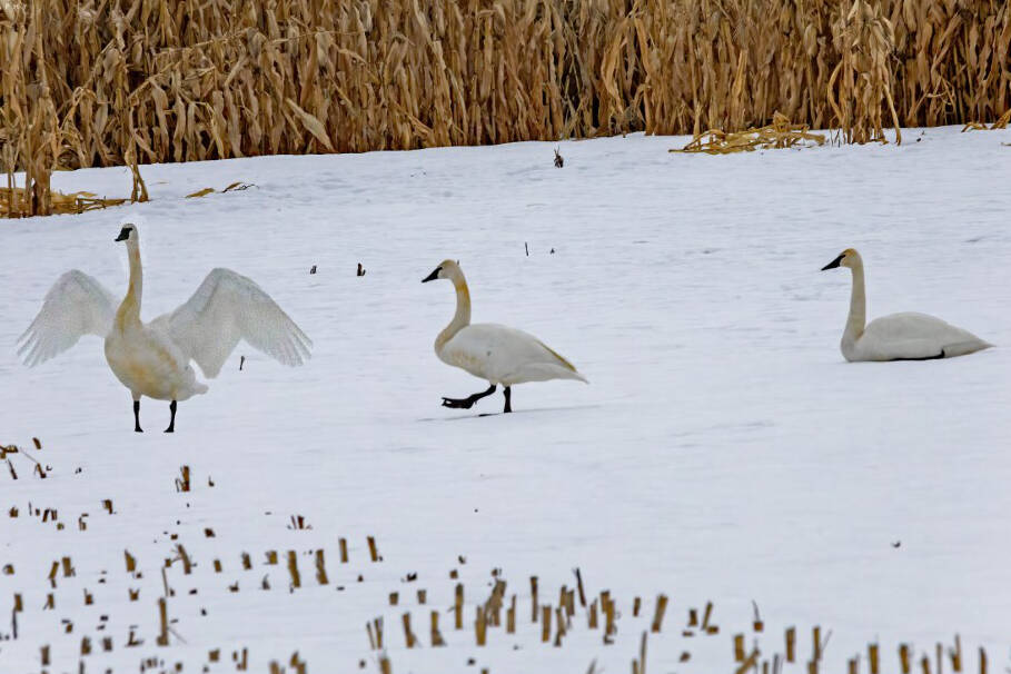 31502569_web1_copy_230112-VMS-swans-winter_1