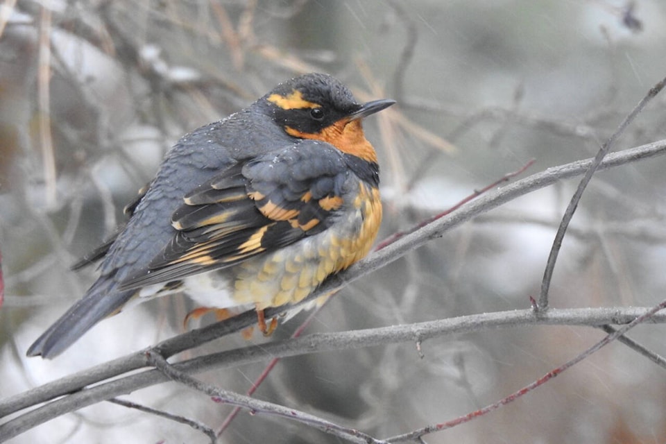 A Varied Thrush spotted during Vernon’s 2022 Christmas bird count on Sunday, Dec. 18. (Jack VanDyk photo)