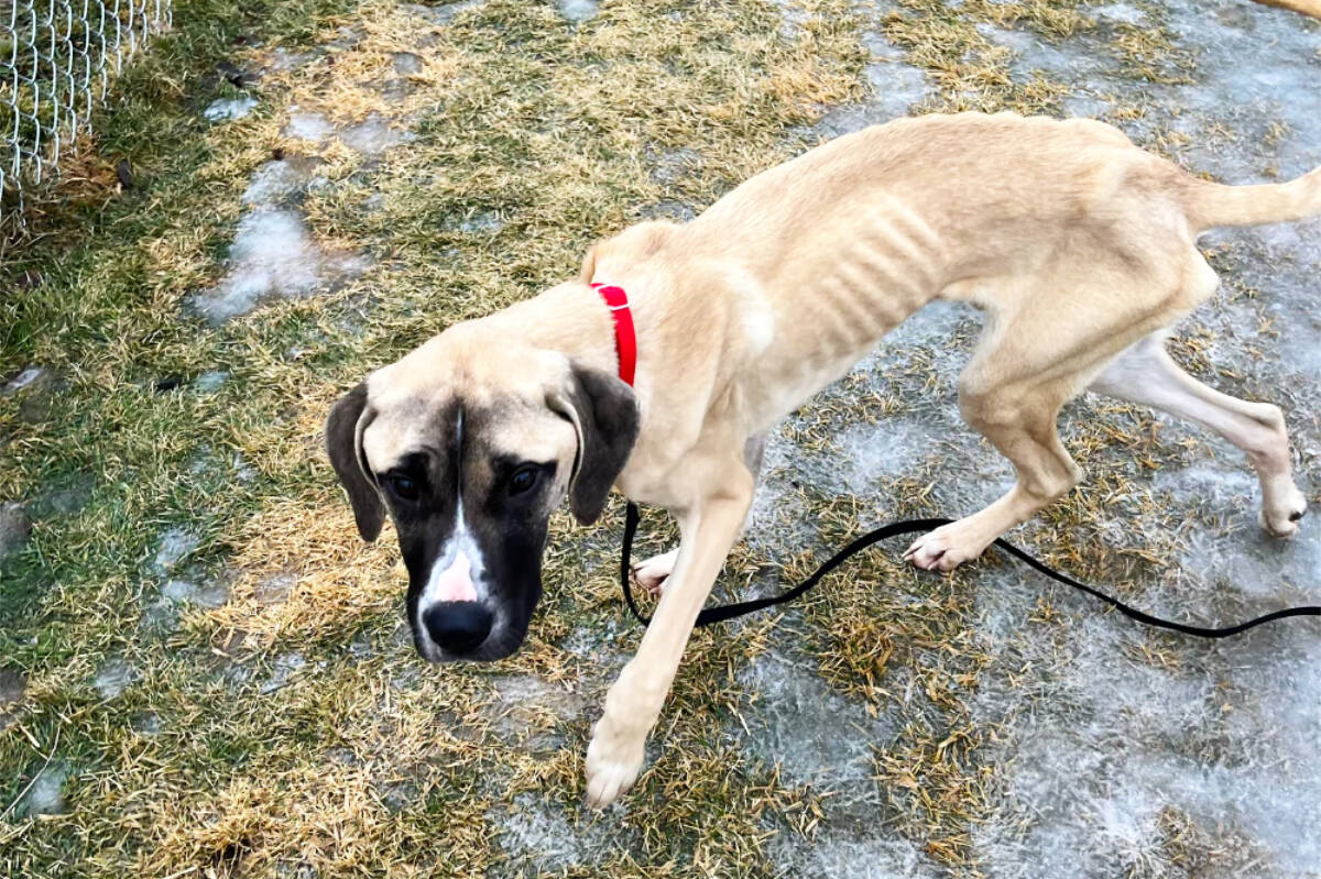 The BC SPCA seized 15 starving dogs from a Cane Corso breeder in Clearwater Jan. 11. (BC SPCA photo)