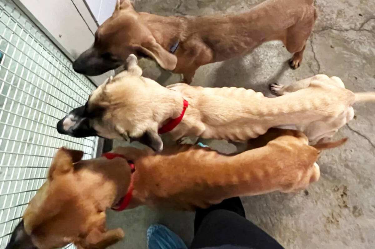 The BC SPCA seized 15 starving dogs from a Cane Corso breeder in Clearwater Jan. 11. (BC SPCA photo)