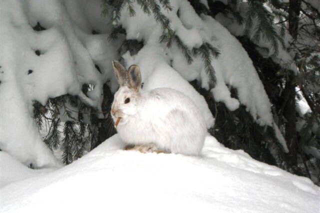 Snowshoe hare on Silver Star camouflaged and chewing a stick. (Roseanne Van Ee photo)